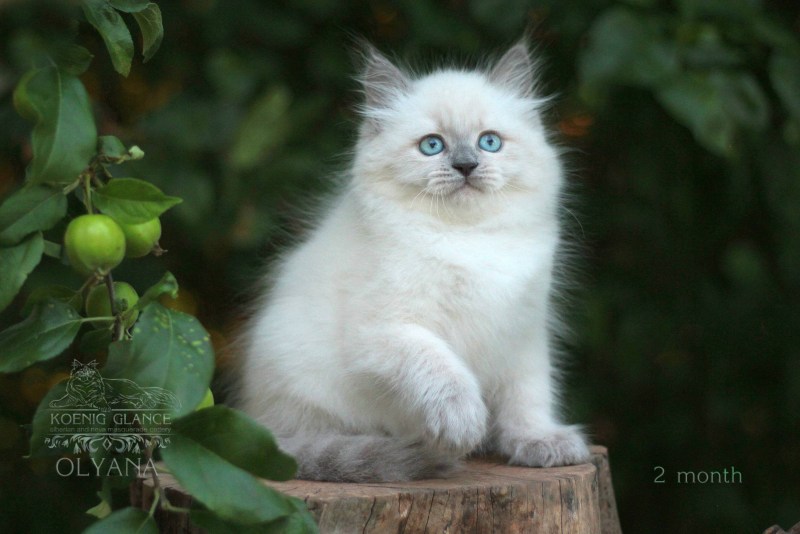 Котята породы Невская маскарадная