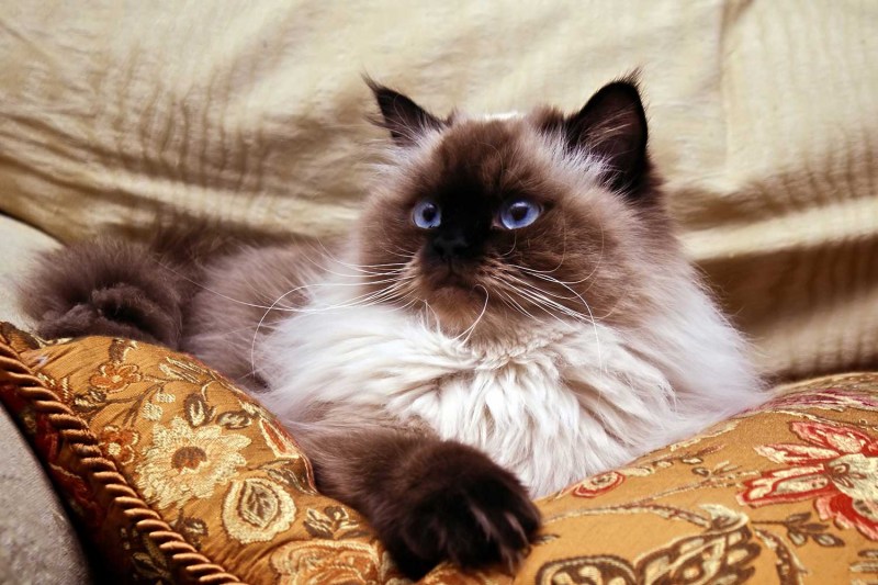 Гималайская кошка