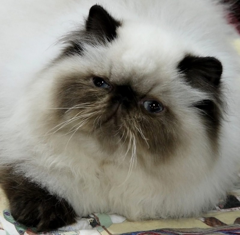 Гималайская Персидская кошка