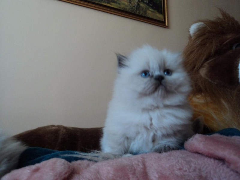 Сибирская кошка гималайская