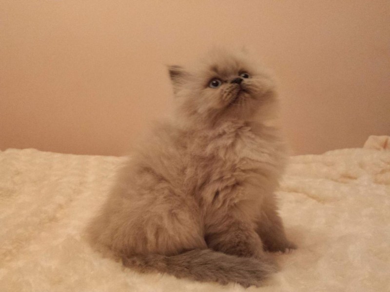 Персидский кот Блю Пойнт