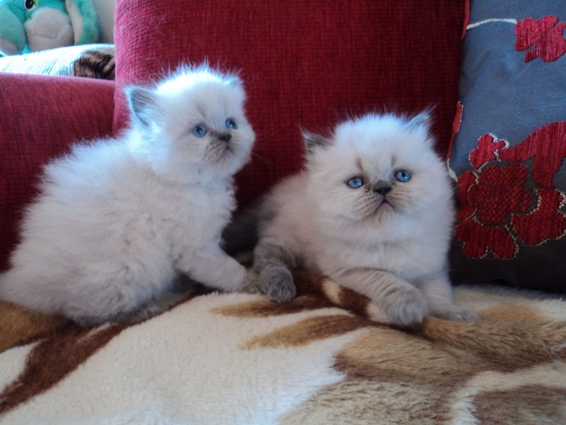 Персидские кошки ред Пойнт
