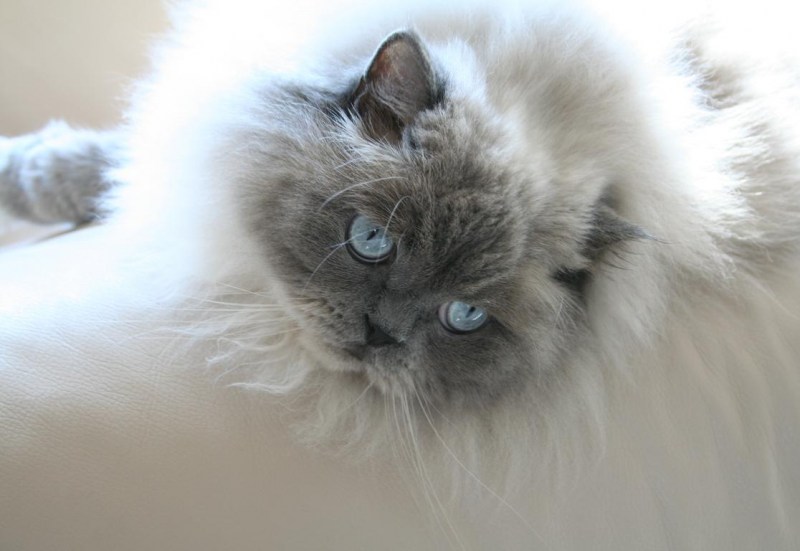 Гималайская кошка котенок