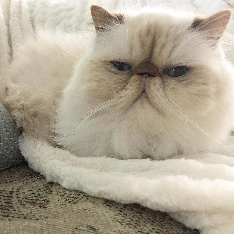 Гималайский персидский кот