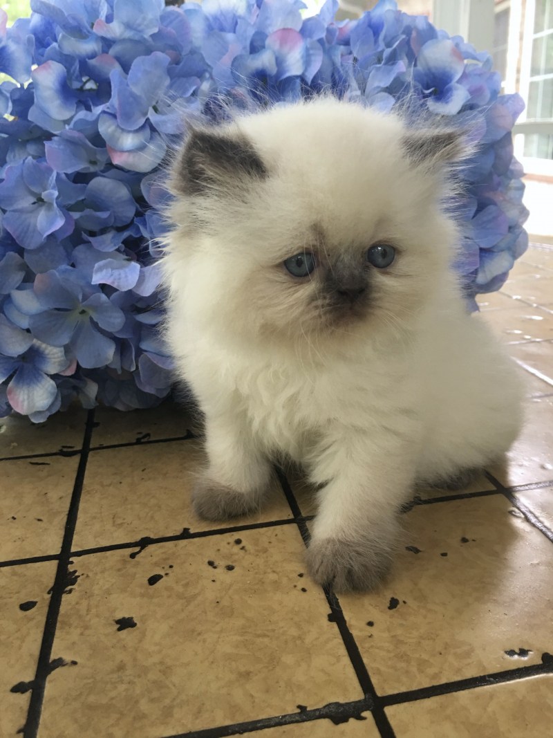 Персидские котята колор Пойнт