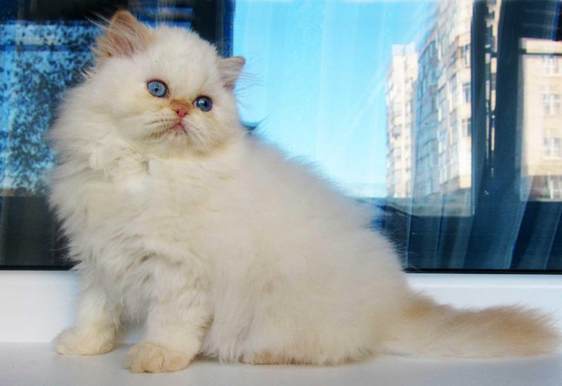 Гималайская Персидская кошка