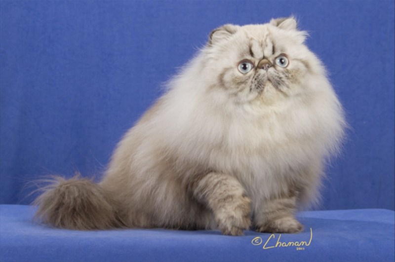 Кошка Гималайский колор поинт