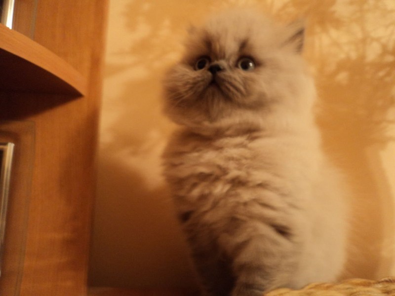 Экзот кошка