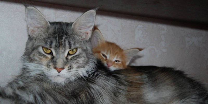 Кот Бородиной Мейн