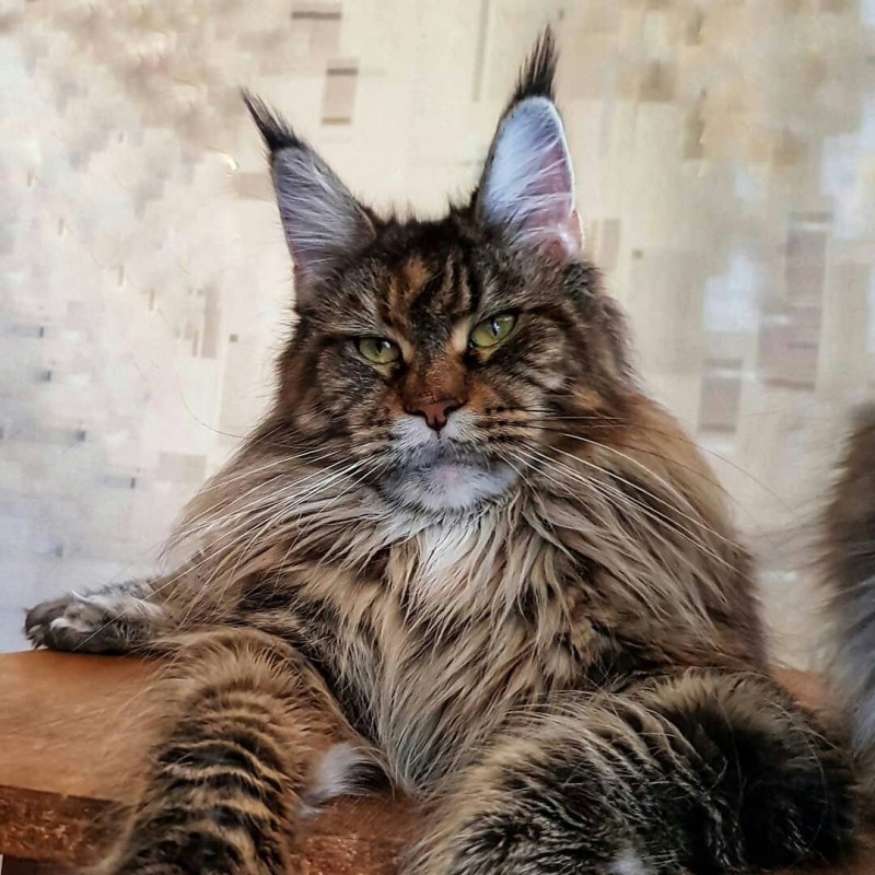 Кошка Мейкуй Сибирская