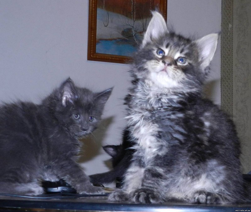 Мейнкун кошечка чёрная метис