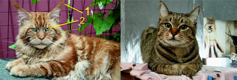 Котята метисы Мейн куна