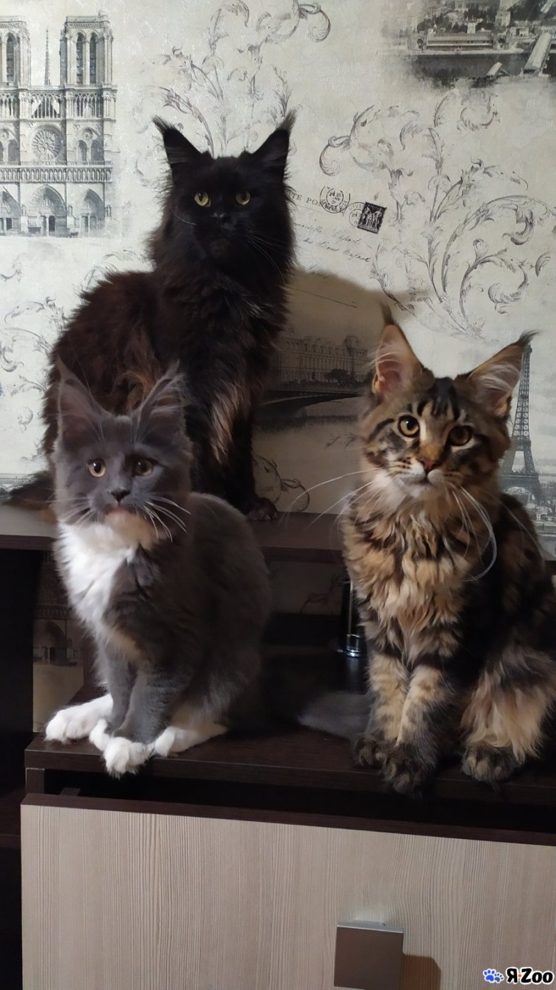 Котята Мейн кун и шотландец