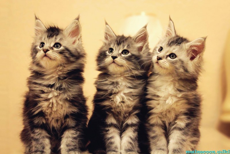 Котята метисы Мейн куна