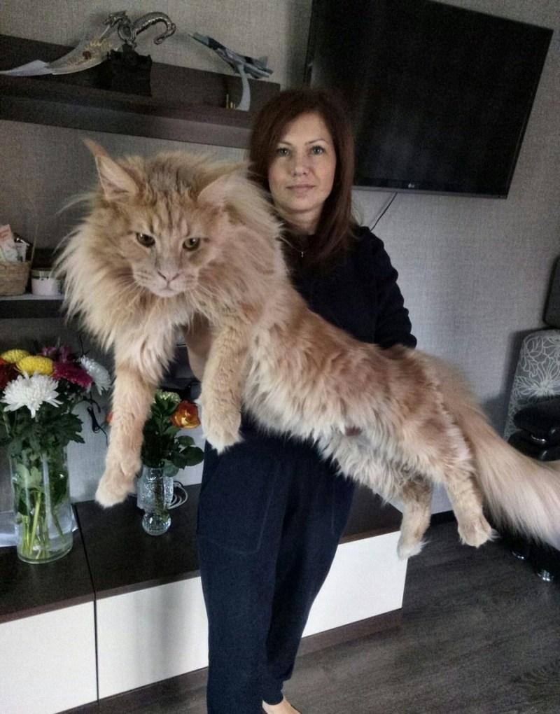 Большой кот Мейн кун