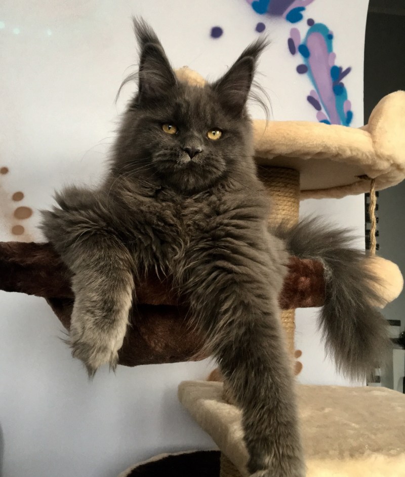 Мейн кун гигант
