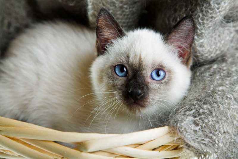 Сиамская кошка Лапкинс