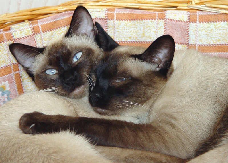 Много сиамских кошек