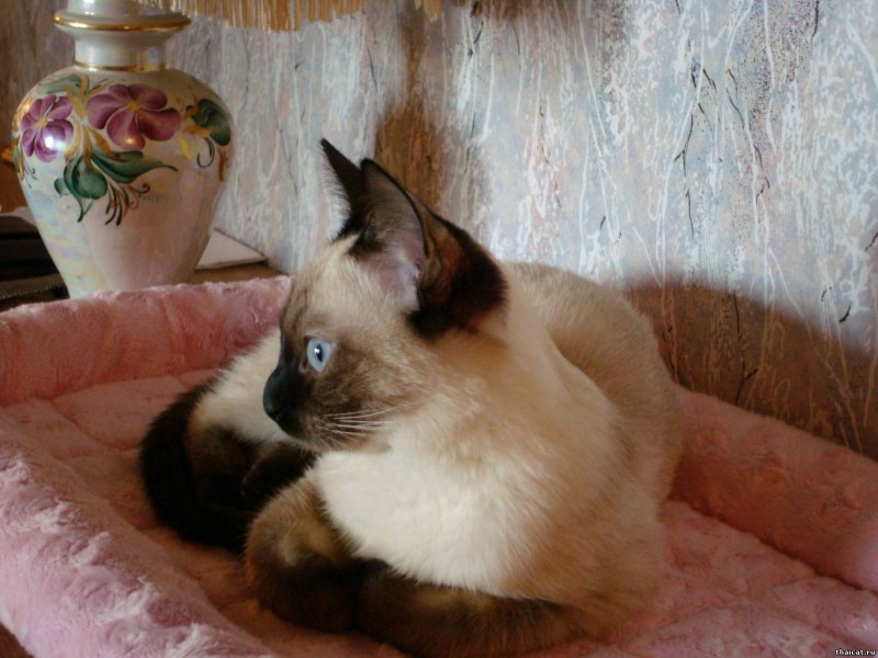 Откормленная тайская кошка