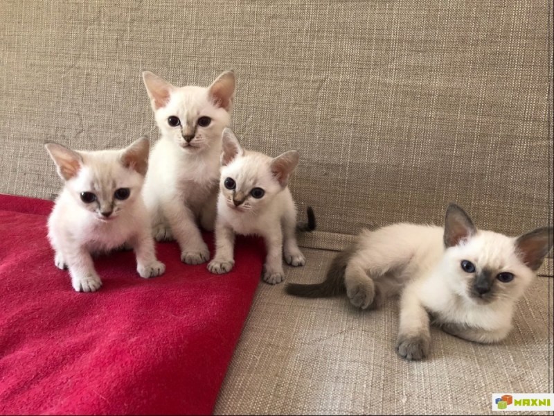 Сиамские котята и тайские котята