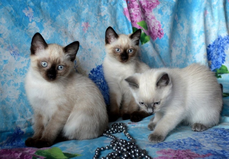 Сиамские кошки страшные