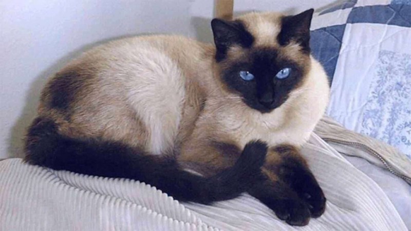 Сиамский кот смесь
