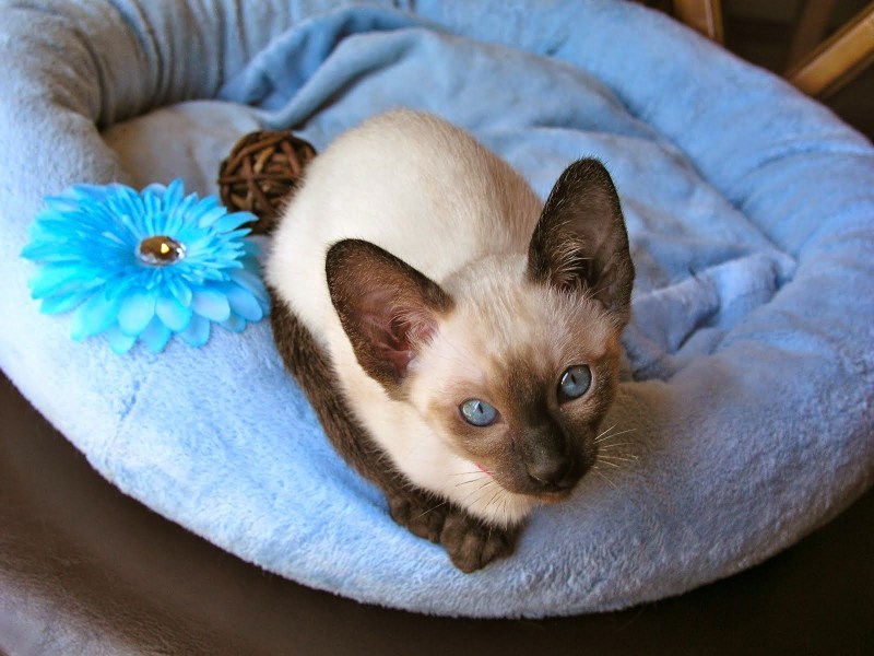Сиамская кошка