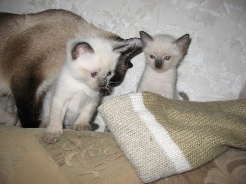 Сиамская кошка котенок новорожденный