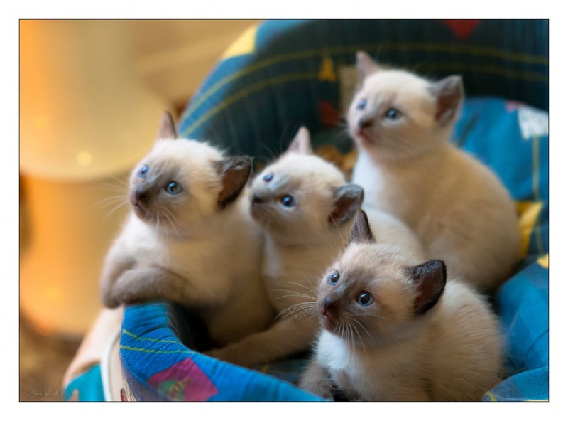 Котята маленькие милые сиамские