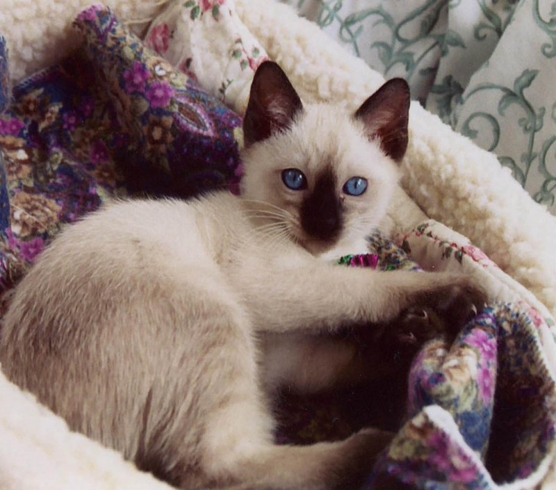 Сиамская кошка шоколад