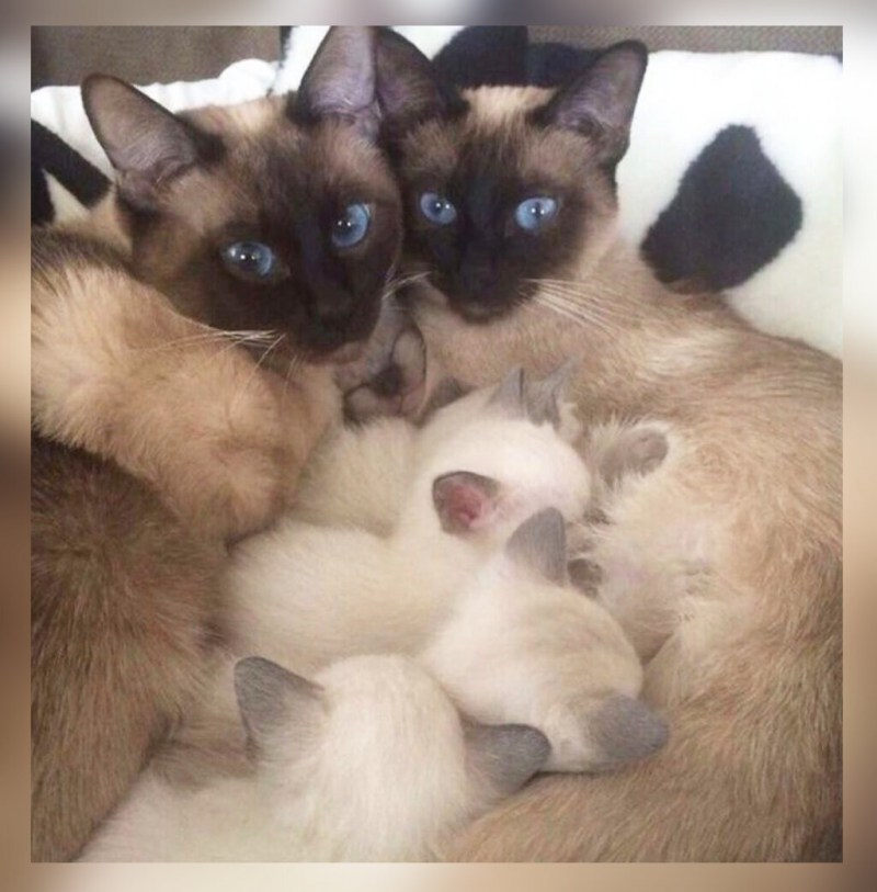 Сиамские котята 1,5 месяца