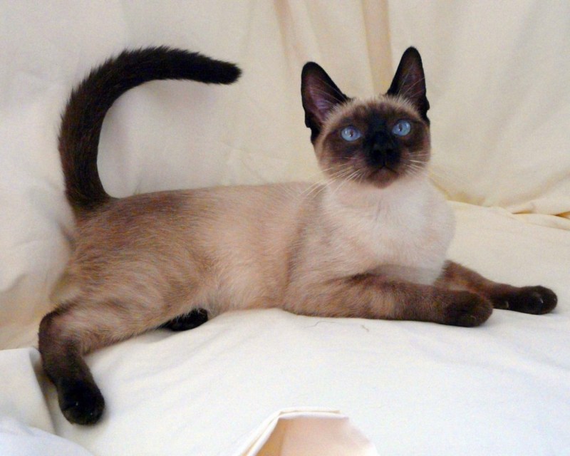 Тайская кошка игрушка