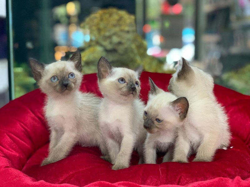 Сиамский кот в снегу