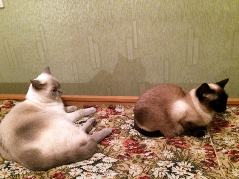 Тайские котята персиковые