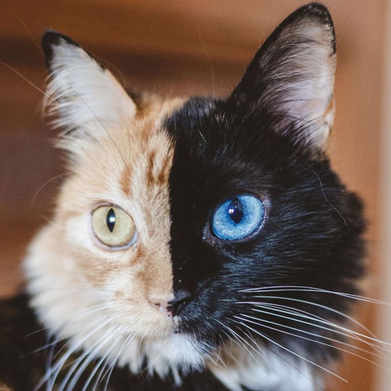Кошка Химера