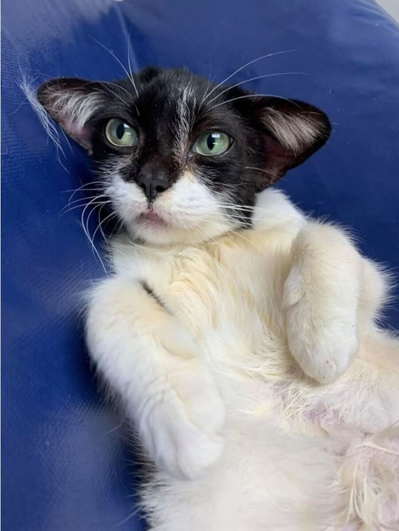 Коты с необычной внешностью