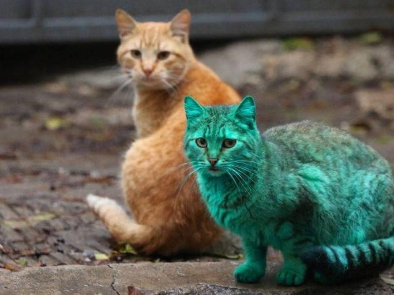 Зеленый кот
