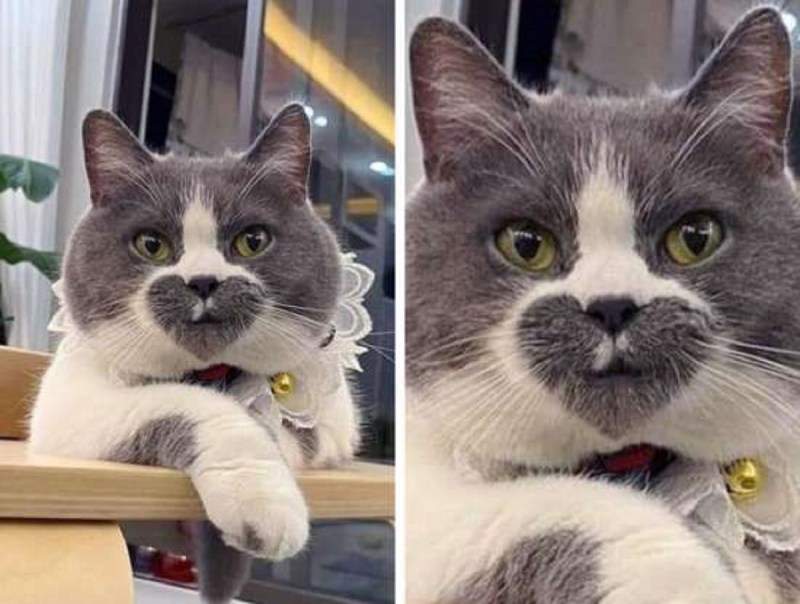 Кот слидан