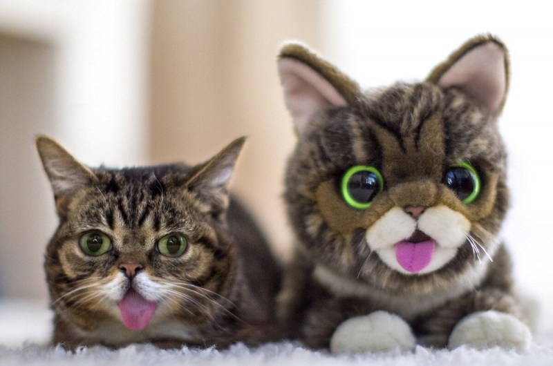 Необычные котики