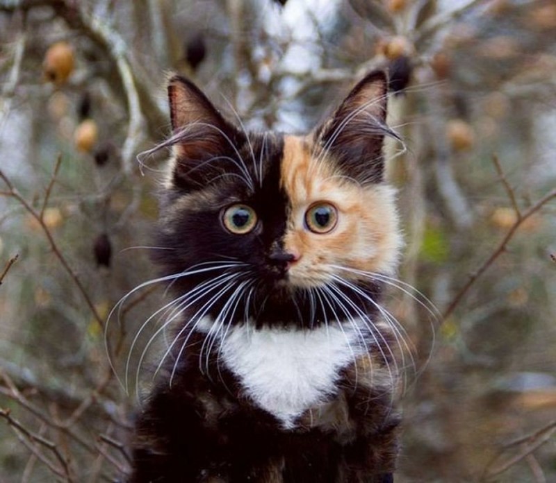 Двуликая кошка
