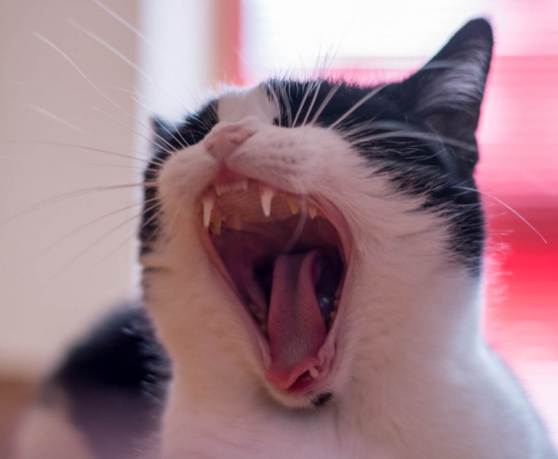 Маленькие котята мяукают