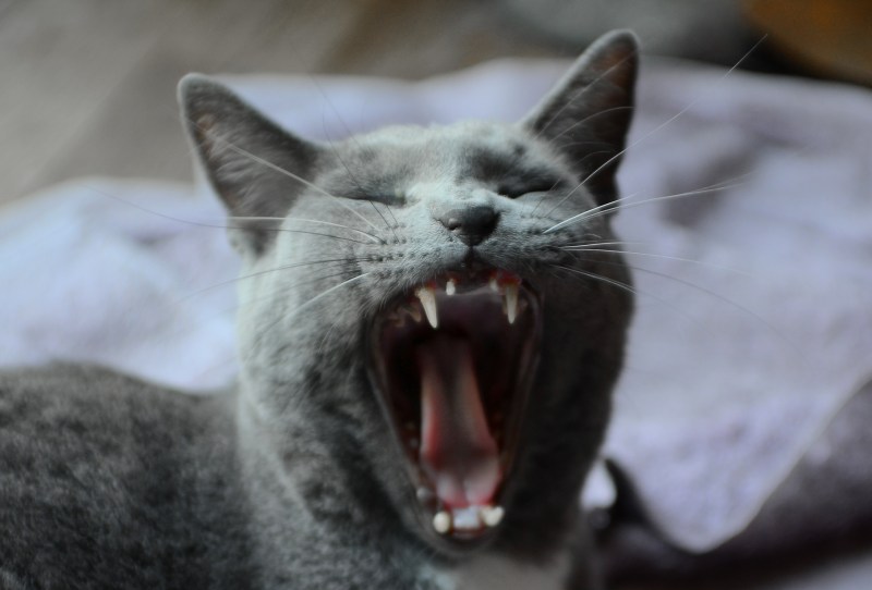 Котик зевает