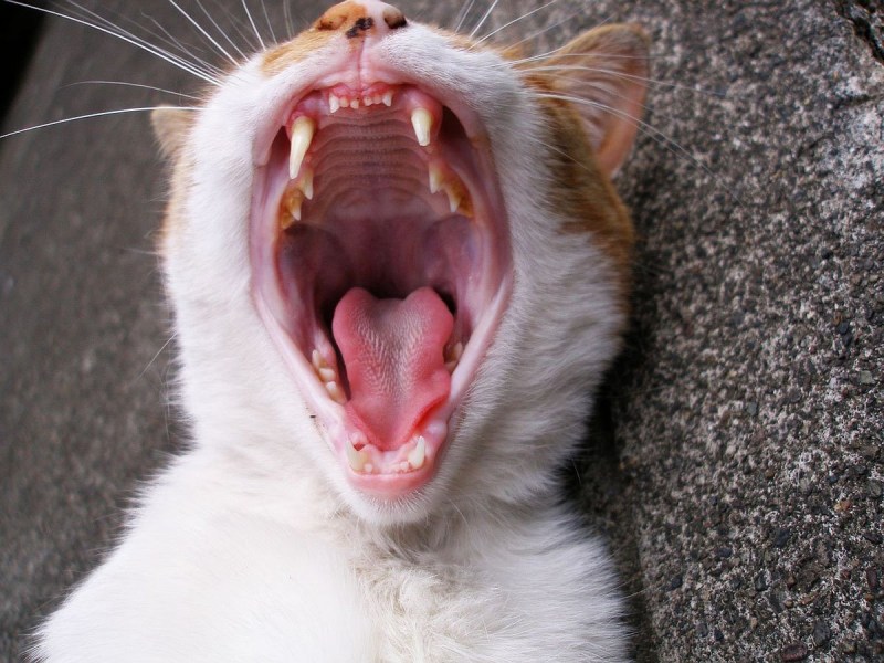 Мяук кота
