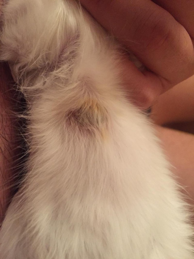 Рахит у кота