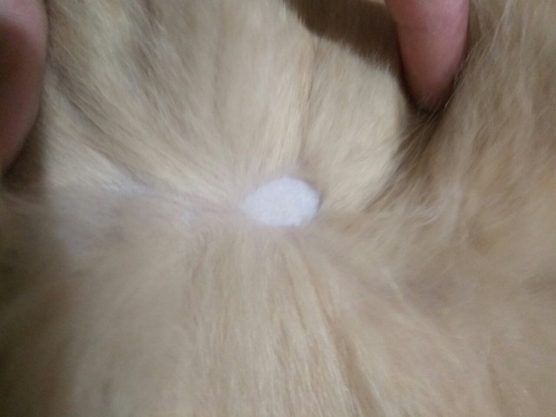 Котик жирнотик