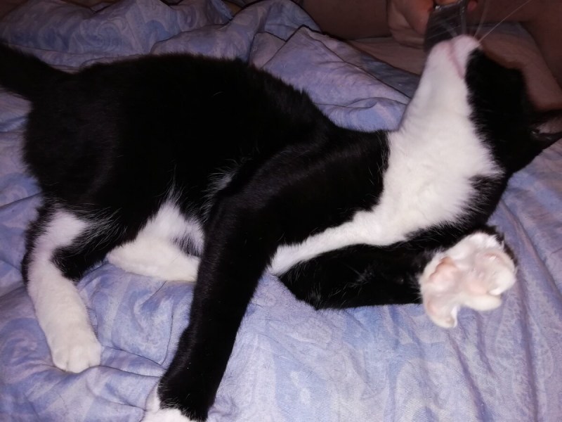 У котенка шарик в животе котенка