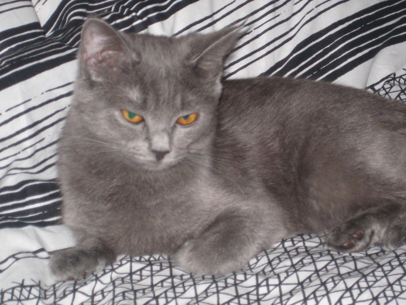 Месячные котенок котенок