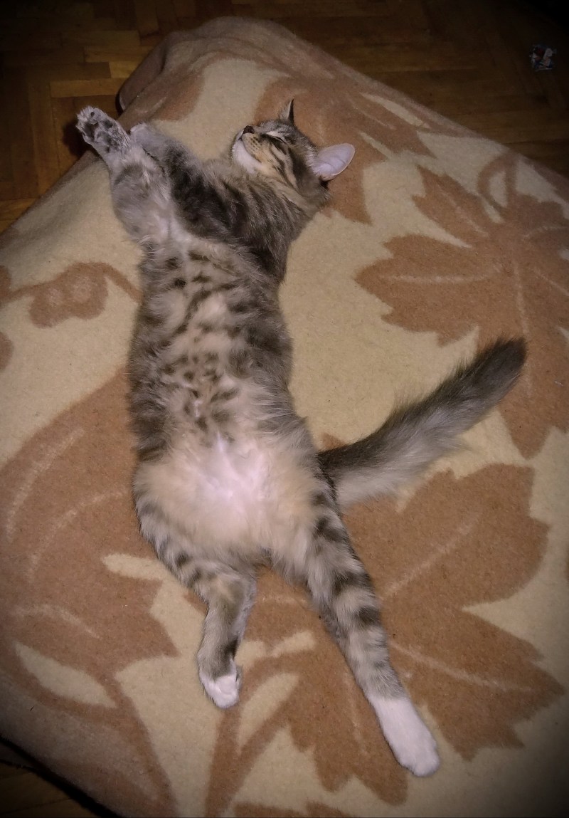 У котенка кишечник наружу