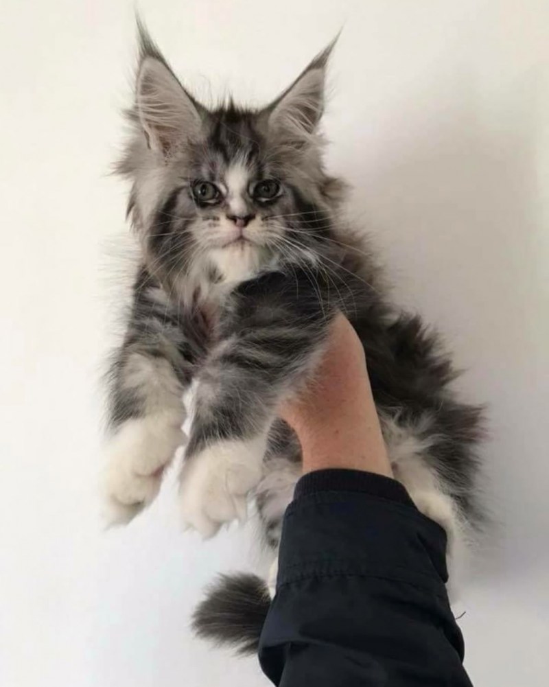 Котята Мейн куна в рост