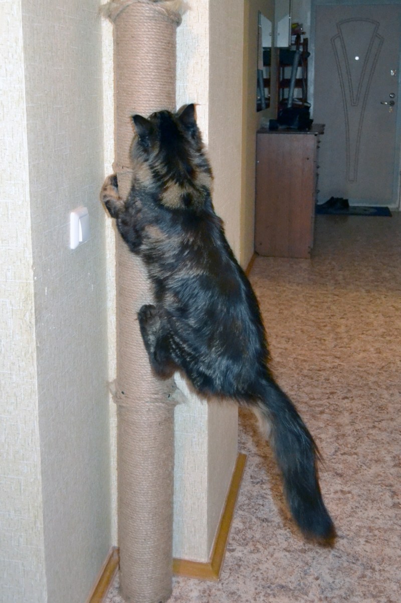 Коты мэйкун рост